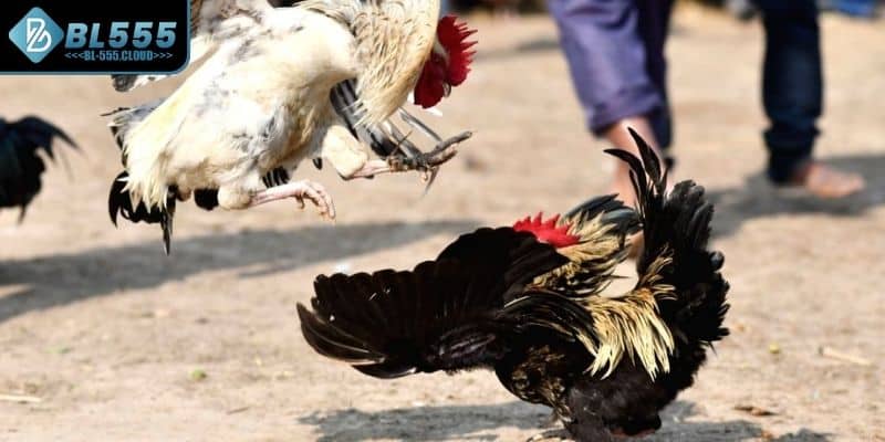 Chọn chiến kê kỹ càng