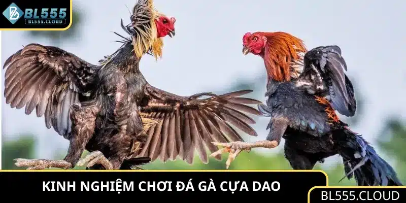 Kinh nghiệm chơi đá gà cựa dao
