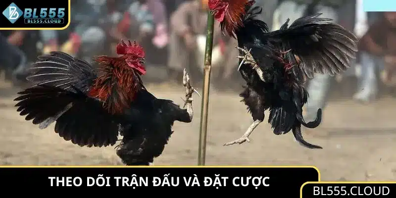 Theo dõi trận đấu và đặt cược