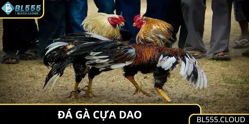 Đá Gà Cựa Dao BL555 – Trải Nghiệm Cược Ổn Định, Dễ Thao Tác